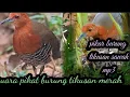 Download Lagu suara pikat MP3 burung tikusan mata merah