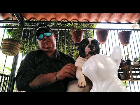 Download MP3 Bulldog francés Chaho en Guadalajara Jalisco México.