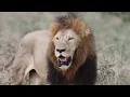 Download Lagu A Huge New Male Lion Takes Over the Mbiri Pride! Here's Trouble...