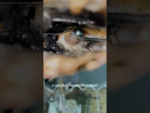 Farming the most expensive pearls on Earth