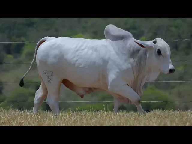 Touro Nelore SABZ - 44