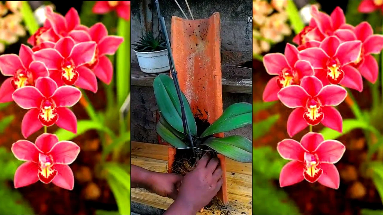 COMO PLANTAR ORQUÍDEAS EM TELHAS
