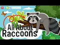 Lagu All About Raccoons