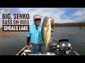 Big Senko Bass on Bull Shoal Lake