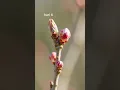 Download Lagu cherry blossom timelapse #bunga #sakura #shorts