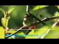 Download Lagu Suara Burung cikrak sulawesi variasi 4