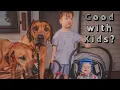 Are Rhodesian Ridgebacks Good Family Dogs