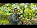 Download Lagu SWEET APPLE HARVEST \u0026 A NEW LIFE on the FARM – CARING for a MOTHER COW AFTER BIRTH