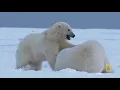 Tundra Biome Project