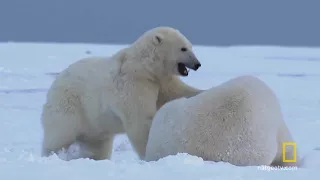 Tundra Biome Project