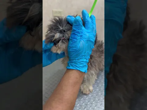 Cómo DESENREDAR los nudos de mi perro! #petgrooming #shorts