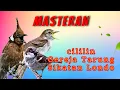 Download Lagu Masteran Cililin Gereja Tarung Sikatan Londo Super Nembak Gacor