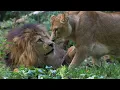 Download Lagu Leeuwinnen komen en gaan | Burgers' Zoo Natuurlijk | Arnhem