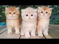 Pure Satisfaction 3 British Shorthair Golden Kittens Resting Outdoors