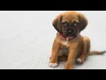 Do Our Departed Pets Go To Heaven? Yes They Do. Bible Study