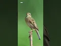 Lagu I think this bird is very handsome too, right | A Paddyfield Pipit |