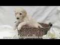 PuppyFinder com FEMALE GOLDENDOODLE