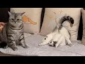 Download Lagu Cats Doing Weird Things