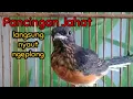 Lagu Pancingan murai batu Trotol agar cepat bunyi gacor dan ngeplong