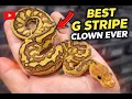 BEST Genetic Stripe Clown Ever Produced Ball Python Clutch Reveal