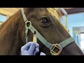 Application of Equine Ophthalmic Ointment