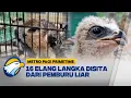 Download Lagu 16 Elang Langka Disita dari Pemburu Liar di Bangka Belitung [Metro Pagi Primetime]