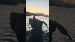 #fyp #boat #dream #sailing #vlog #trending #doberman #petsofyoutube #petsofinstagram #viralshorts