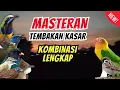 Download Lagu Langsung Moncer Menyala !!! Masteran Kombinasi Tembakan Kasar Untuk Semua Jenis Burung