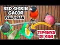 CARA MERAWAT RED SISKIN PAUD AGAR CEPAT GACOR | SEGERA NAIK PAMOR RAWAT YANG KONSISTEN