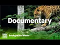 Wild Rainforest Borneo - Documentary Background Music No Copyright