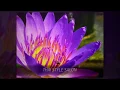 Thai Style Salon - Massage for Wellness