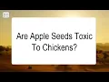 Are Apple Seeds Toxic To Chickens