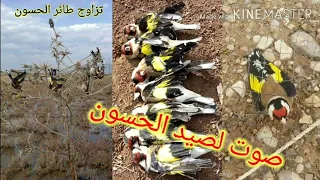 جرب هذا الصوت المبهر لصيد الحسون بالشبكة و اللصاق  جرب هذا الصوت المبهر لصيد الحسون بالشبكة و اللصاق