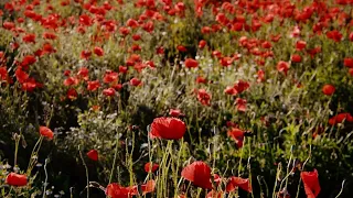 Soothing Poppy Meadow Sounds Focus Relax Meditate Sleep