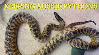 SNAKES the BLACK HEADED PYTHON how to keep and breed