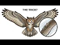 How Owls Fly Silently The Secret Scientists Finally Discovered