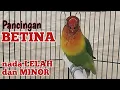 Download Lagu pancingan LB BETINA MINOR, nada lelah ngekek panjang | masteran lovebird betina