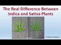 Download Lagu The Real Difference Between Indica and Sativa Plants