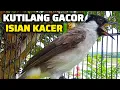 Lagu KUTILANG GACOR ISIAN KACER PALING AMPUH UNTUK MASTERAN KUTILANG MUDA