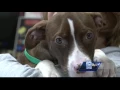 Pit bull puppies stolen at gunpoint