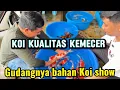 Lagu Grebek Koi kualitas kemecer‼️di gudangnya langsung 🤩🤩FU KOI CENTER 
