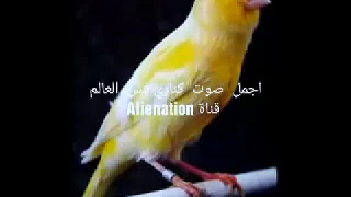 اجمل صوت عصفور كناري في العالم سبحان الله اجمل ماسمعت 