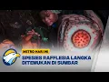 Peneliti Temukan Bunga Raflesia Hasselti di Sumbar  - [Metro Hari Ini]