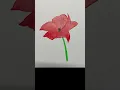 Red corn Poppy