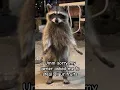 Lagu Grow a garden #raccoon #growagarden #steal #fyp #shorts