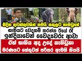 Download Lagu භාතියට වෙදකම් කරන්න ඊයේ රෑ ඉන්දියාවෙන් වෛද්‍යවරු ආවා ඒත්  භාතිය අද උදේ නැතිවුනා
