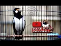 Download Lagu SUARA JALAK SUREN GACOR  BIKIN JALAK LAIN BUNYI BONGKAR ISIAN