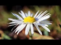 teen suicide - haunt me (x 3) (lyrics)