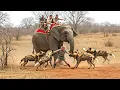 Download Lagu Incredible Safari Moments Caught on Camera