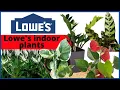 Lowes plants Lowes indoor plants Plant shopping MOODY BLOOMS
